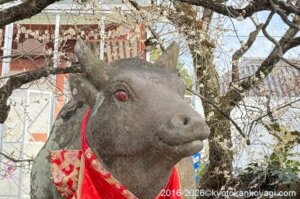 北野天満宮梅苑開花状況2026年2月