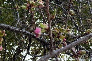 河津桜開花状況2026年2月