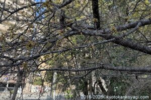 河津桜開花状況2026年2月