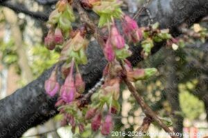 河津桜開花状況2026年2月