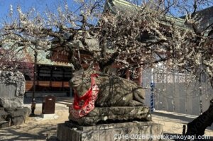 北野天満宮梅苑開花状況2026年2月