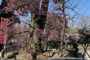 北野天満宮梅苑開花状況2026年2月