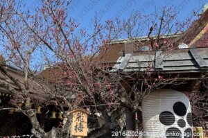 北野天満宮梅苑開花状況2026年2月