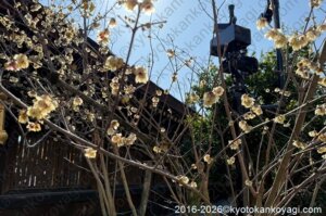 北野天満宮梅苑開花状況2026年2月