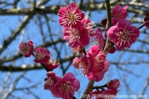 北野天満宮梅苑開花状況2026年2月