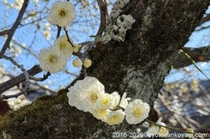 北野天満宮梅苑開花状況2026年2月