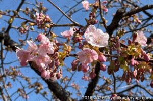 河津桜開花状況2026年2月