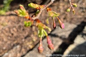 河津桜開花状況2026年2月