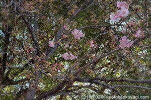 河津桜開花状況2026年2月