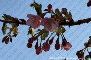 河津桜開花状況2026年2月