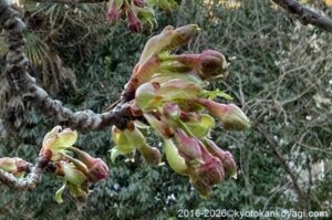 河津桜開花状況2026年2月