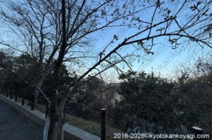 河津桜開花状況2026年2月