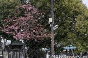 河津桜開花状況2026年2月26日