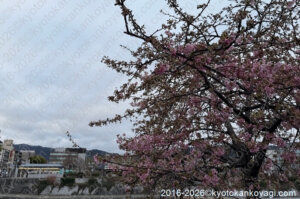 河津桜開花状況2026年2月26日