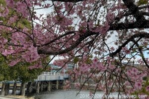 河津桜開花状況2026年2月28日