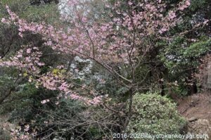 河津桜開花状況2026年2月28日