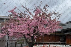 河津桜開花状況2026年2月28日