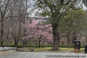 河津桜開花状況2026年2月28日