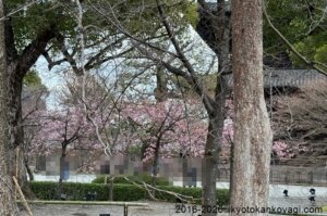 河津桜開花状況2026年2月28日