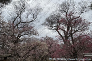 北野天満宮梅苑開花状況2026年2月28日