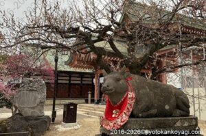 北野天満宮梅苑開花状況2026年2月28日