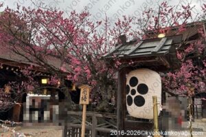 北野天満宮梅苑開花状況2026年2月28日
