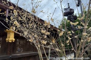 北野天満宮梅苑開花状況2026年2月28日