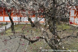 北野天満宮梅苑開花状況2026年2月28日