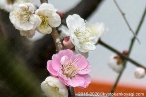 北野天満宮梅苑開花状況2026年2月28日