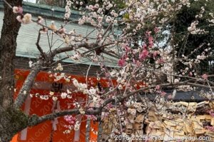 北野天満宮梅苑開花状況2026年2月28日