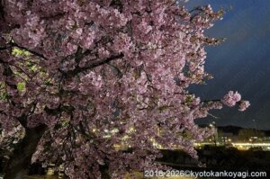 京都河津桜開花状況2026年3月4日