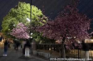 京都河津桜開花状況2026年3月4日