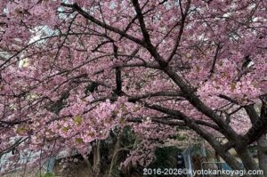 京都河津桜開花状況2026年3月8日
