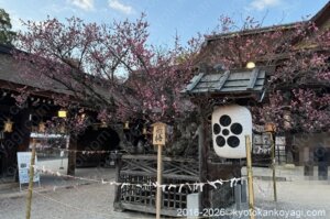 北野天満宮梅苑開花状況2026年3月8日