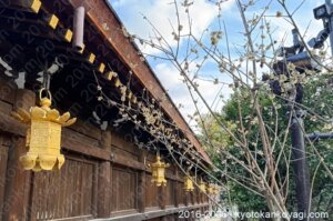 北野天満宮梅苑開花状況2026年3月8日