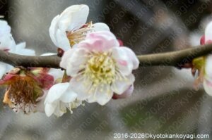 北野天満宮梅苑開花状況2026年3月8日