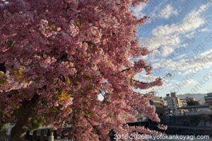 京都河津桜開花状況2026年3月12日
