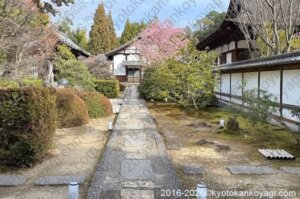 京都河津桜開花状況2026年3月14日