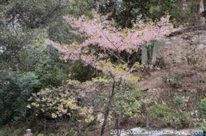 京都河津桜開花状況2026年3月14日
