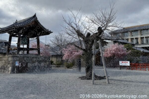 京都河津桜開花状況2026年3月14日