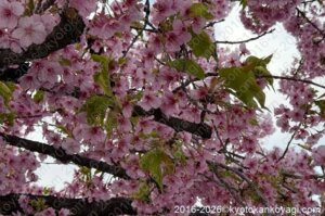 京都河津桜開花状況2026年3月14日