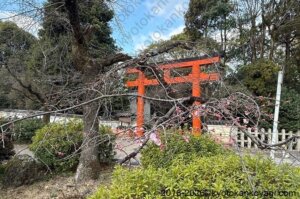 京都河津桜開花状況2026年3月15日
