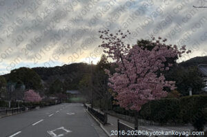 京都河津桜開花状況2026年3月15日