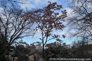 京都河津桜開花状況2026年3月15日