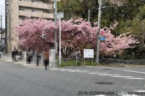 京都河津桜開花状況2026年3月15日