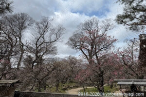 北野天満宮梅苑開花状況2026年3月15日
