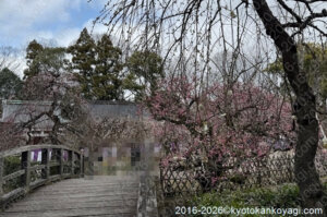 北野天満宮梅苑開花状況2026年3月15日