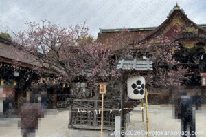 北野天満宮梅苑開花状況2026年3月15日