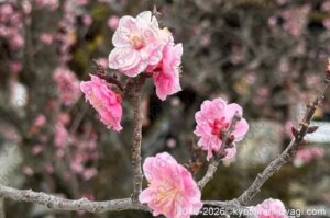 北野天満宮梅苑開花状況2026年3月15日