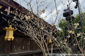 北野天満宮梅苑開花状況2026年3月15日